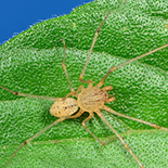 Scytodes maritima